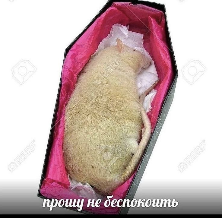 Гробики для хомяков