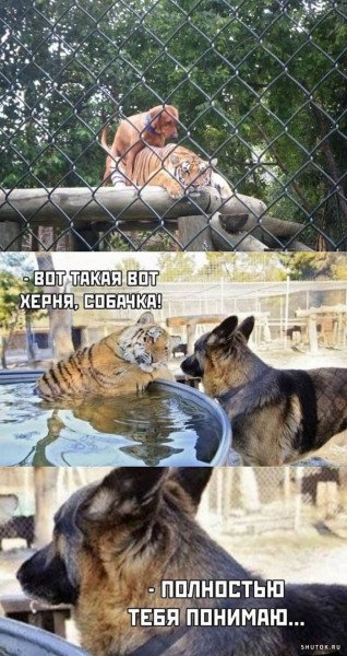 Тигр и собака Мем