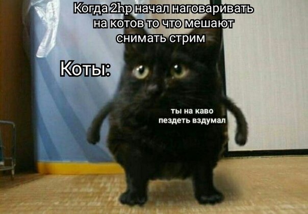 Слышь кот Мем