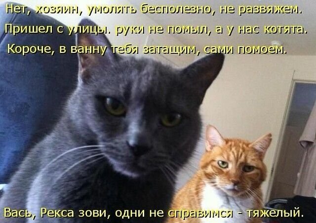 Кот говорит