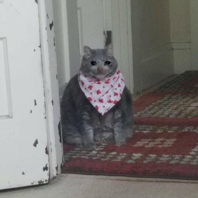 Толстый кот в слюнявчике