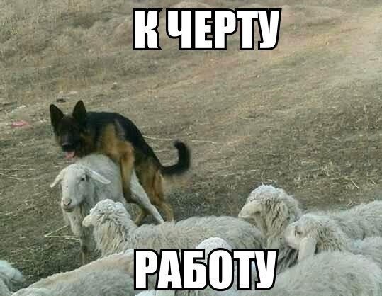 Собака превышение служебных полномочий