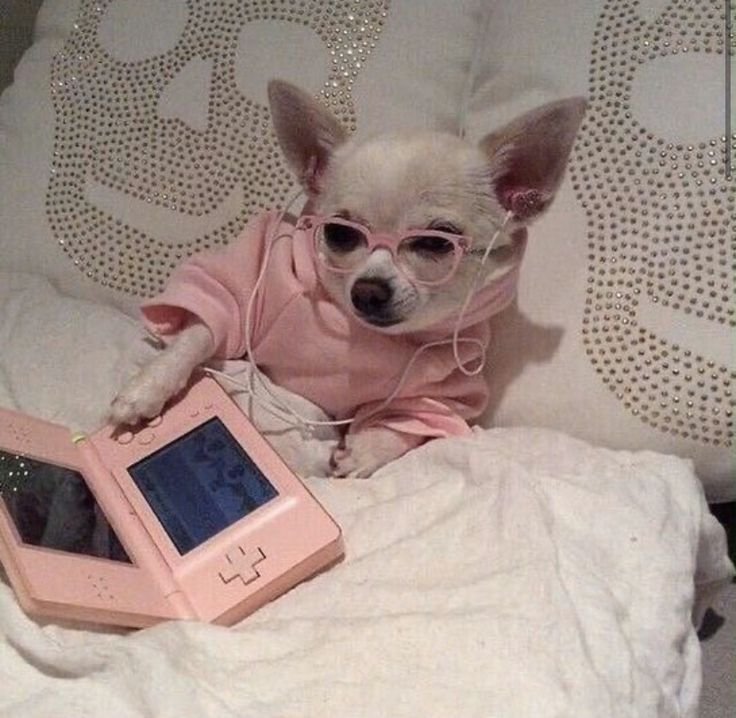 Розовая собака