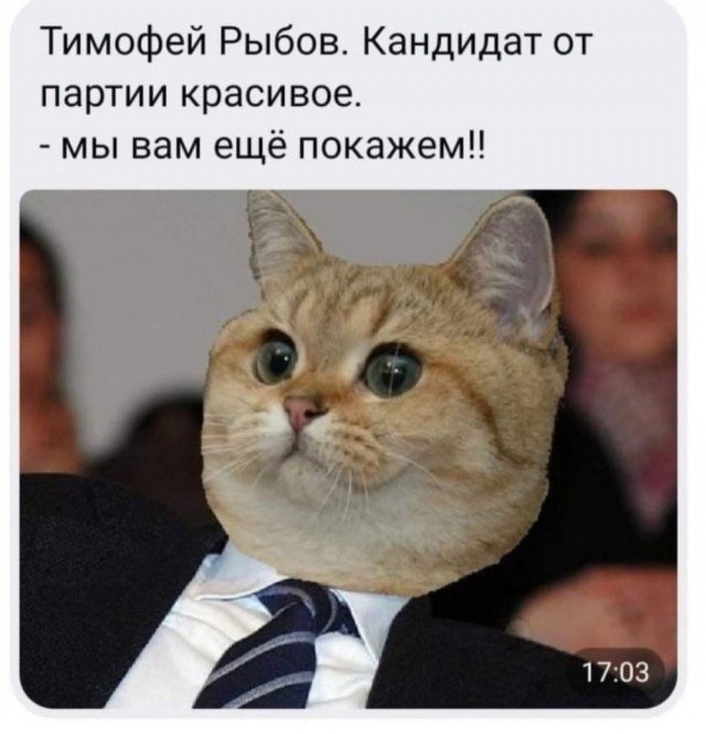 Коты депутаты