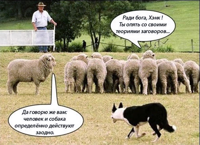 Бараны теория заговора