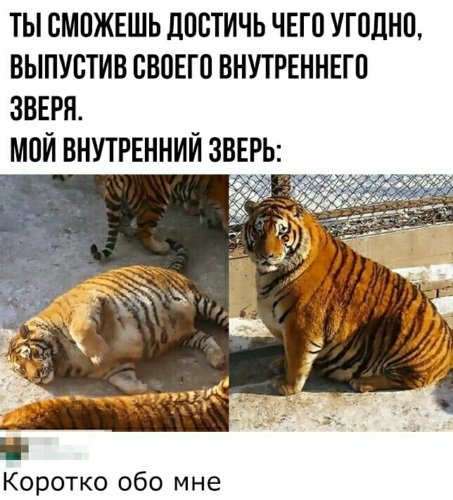 Тигр мемы