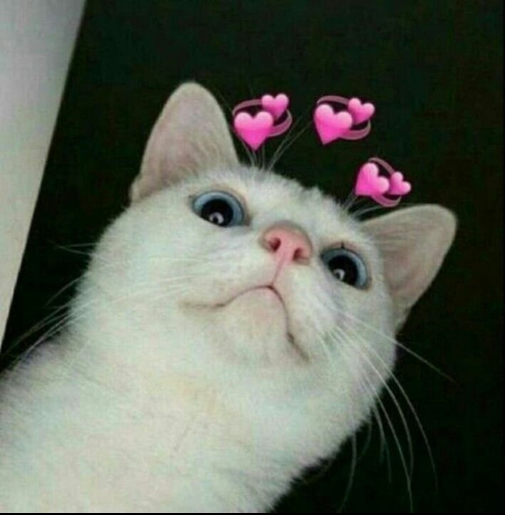 Милые котики с сердечками над головой