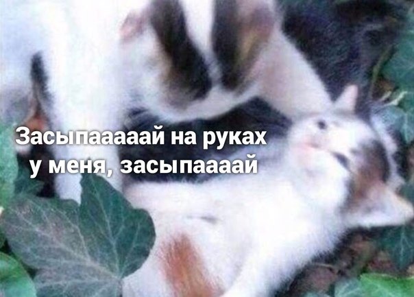 Адыхай Мем кот оригинал