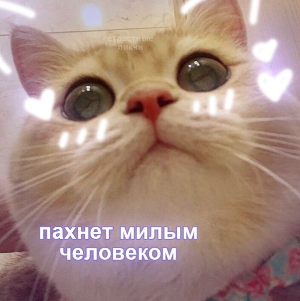 Милые мемы