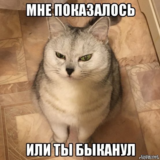 Ты БЫКАНУЛ или мне показалось Мем с котом