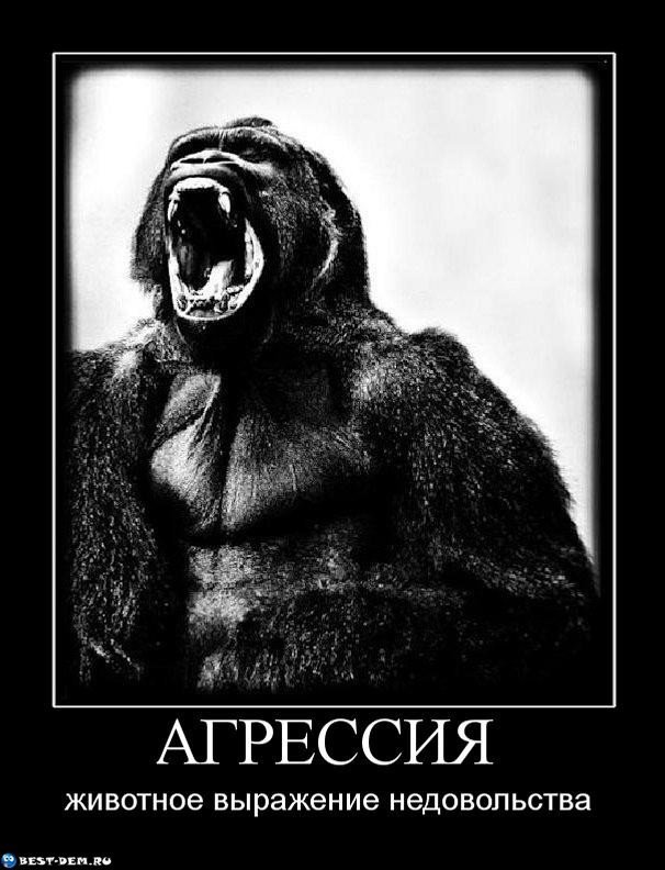 Агрессия прикол