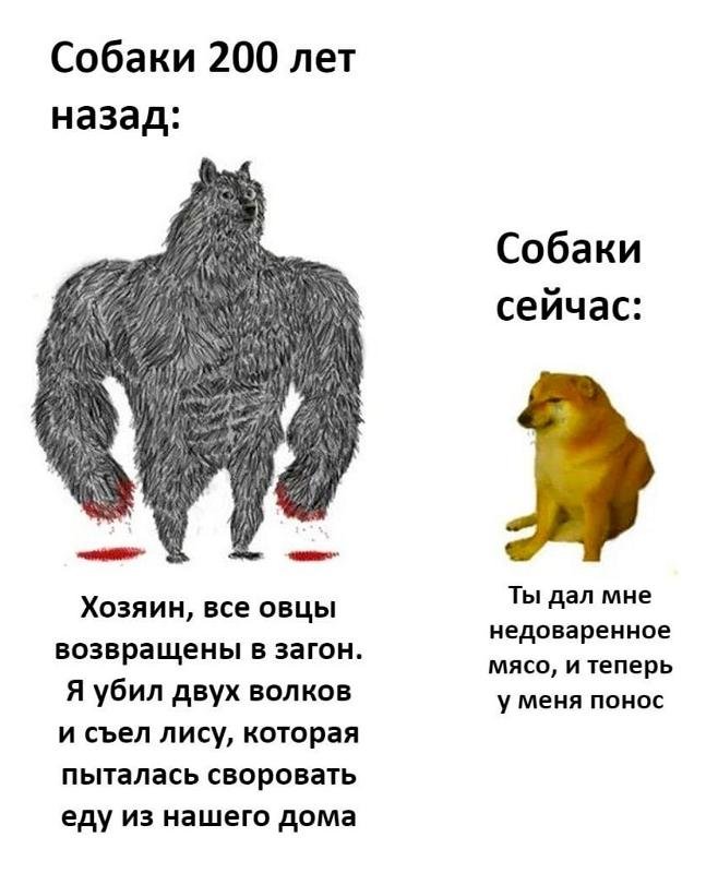 Мемы про эволюцию собак