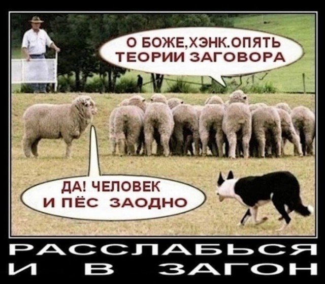 Овцы теория заговора