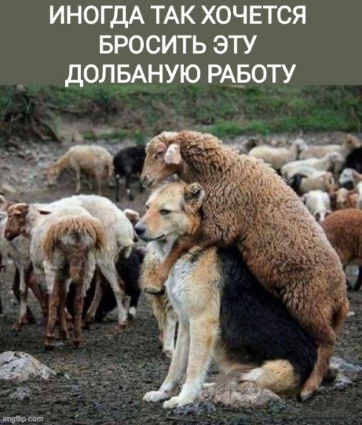 Овцы благодарят собаку