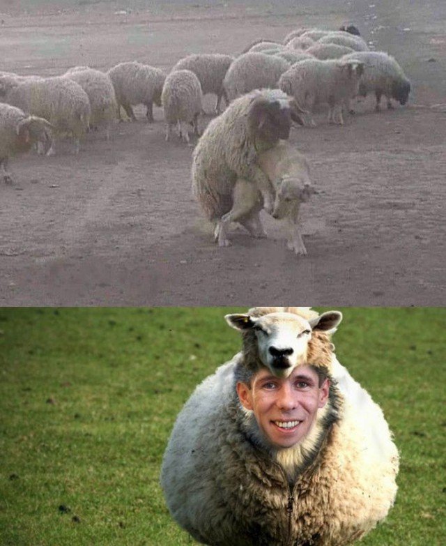 Смешной баран