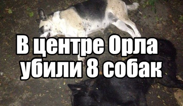 Убитая собака