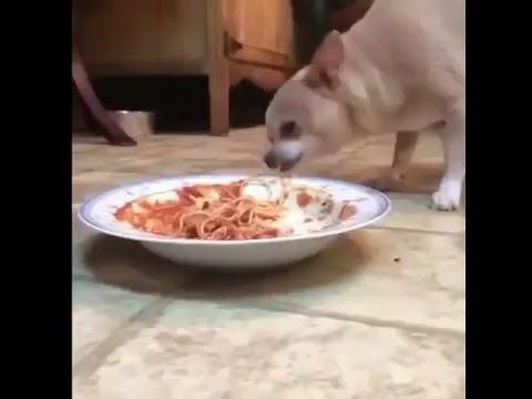 Чихуа и спагетти
