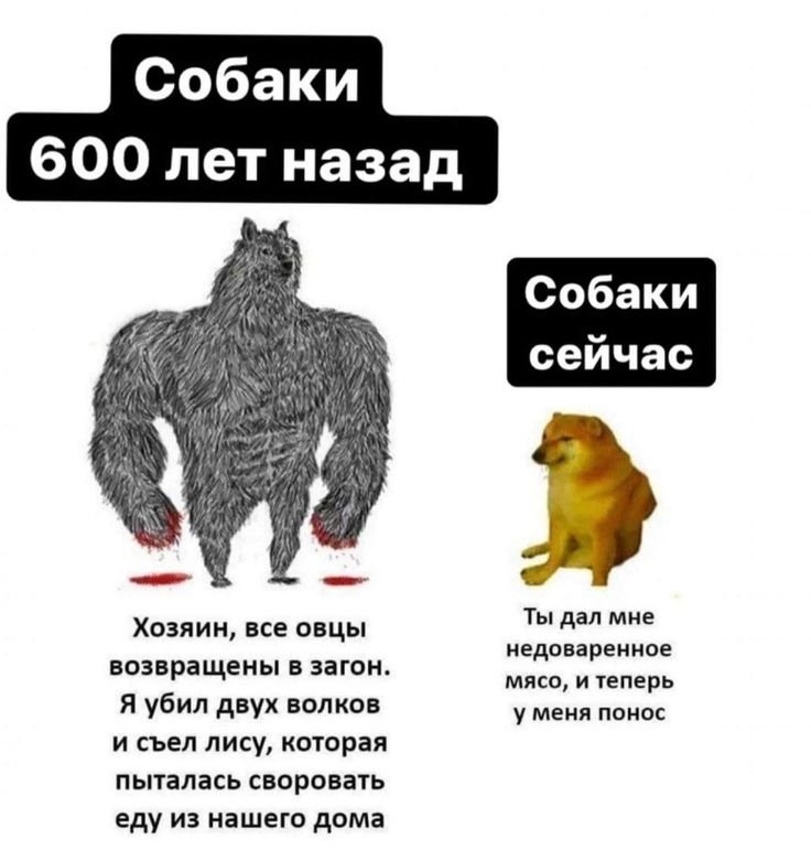 Собаки 300 лет назад и сейчас