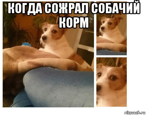 Собака выплевывает корм