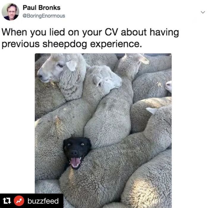 Собака среди Баранов