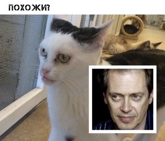 Кот с глазами Стива Бушеми