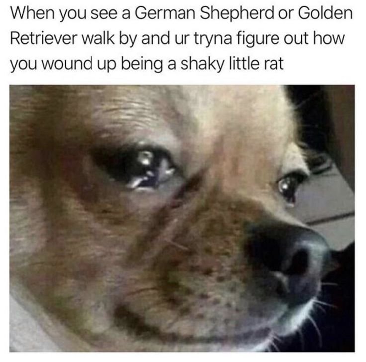 Собака плачет Мем