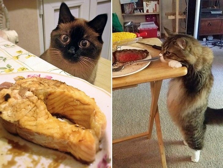 Коты и еда