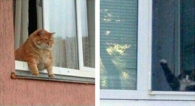 Кот в окне машет