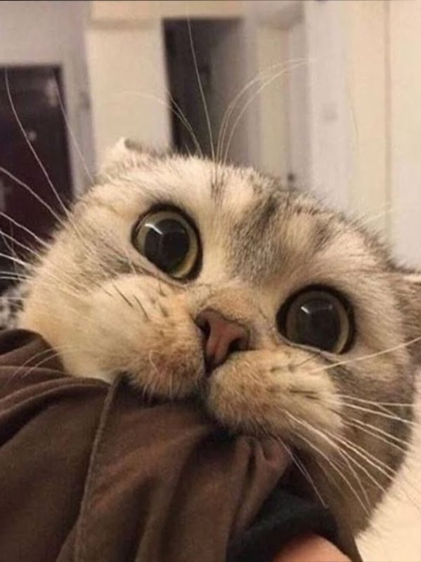 Милые котики