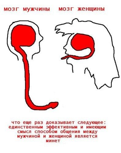 Мозг мужчины