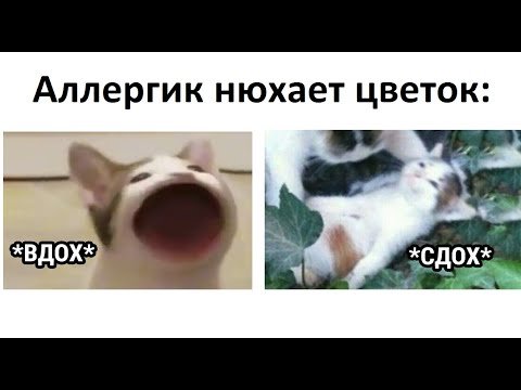 Глубокий вдох а Мем кот