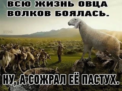 Всю жизнь овца Волков