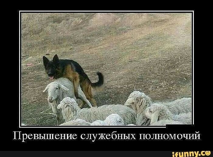 Превышение должностных полномочий собака