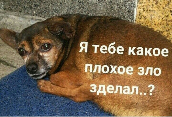 Я тебе какое плохое зло сделал собака