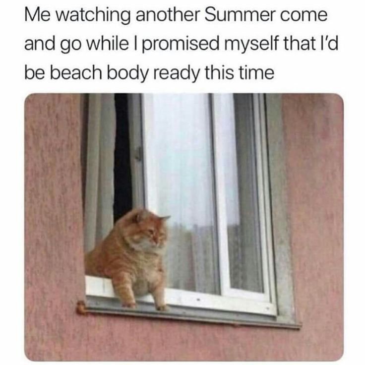 Кот в окне Мем