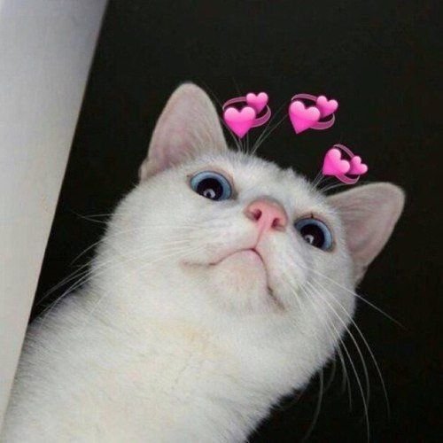 Сохры кошек