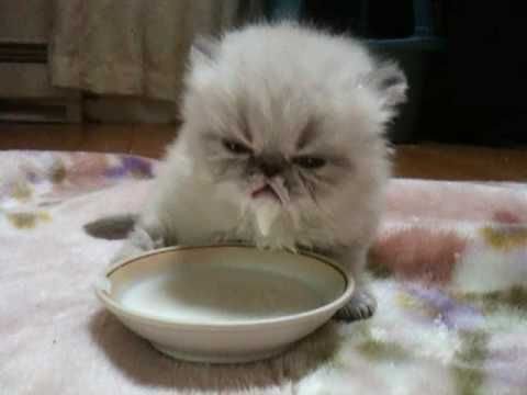 Кот в кефире