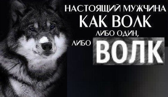 Цитаты волка