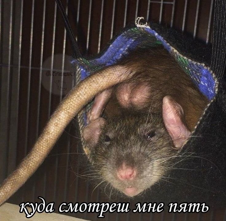 Крыса крысит