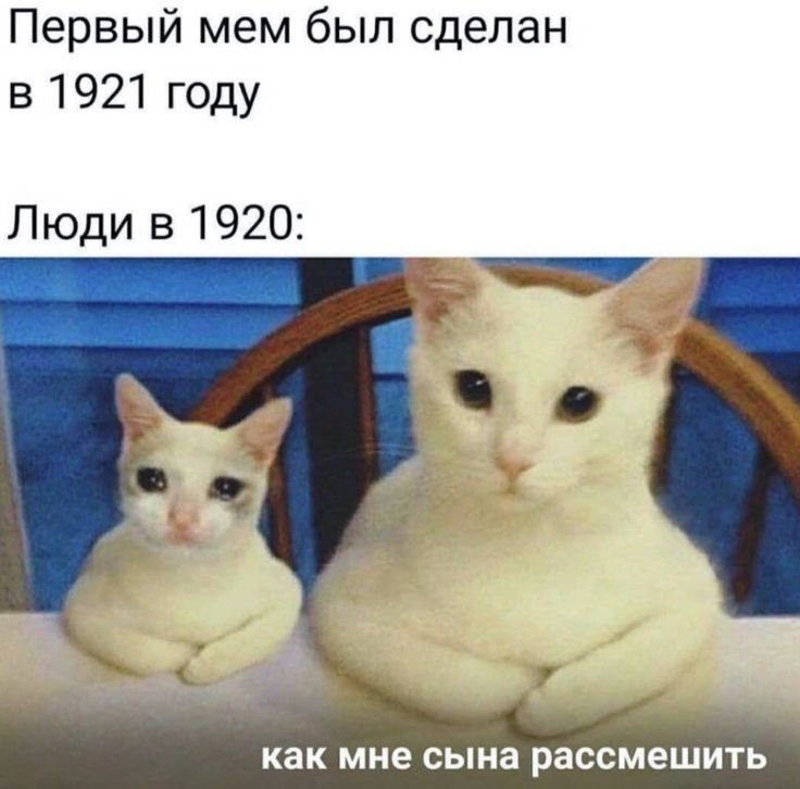 Мемы с двумя котиками