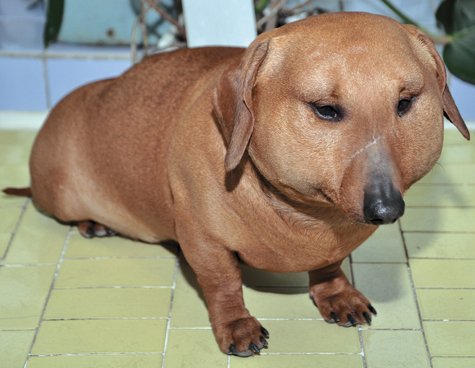 Таксу укусила Оса