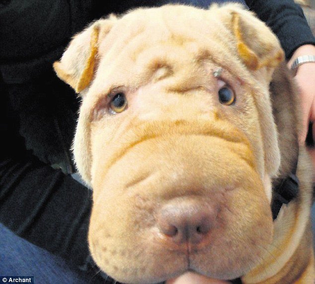 Порода шарпей