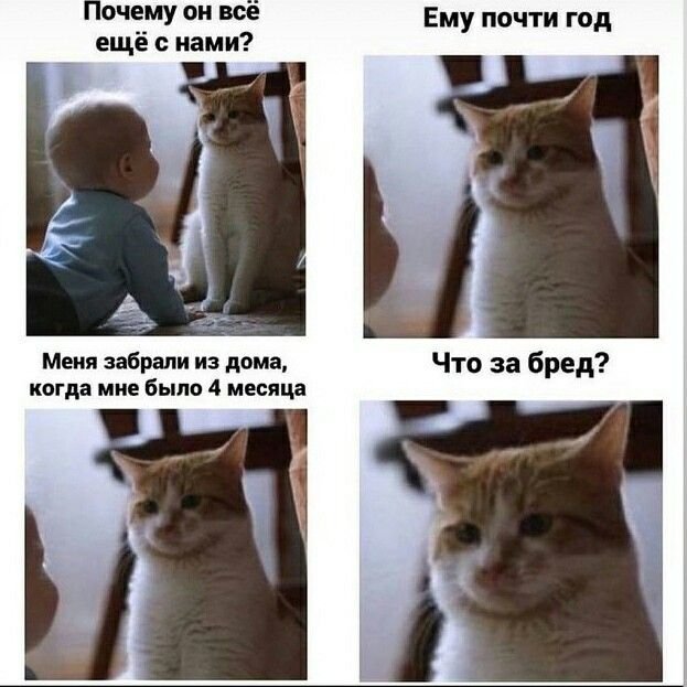 Мем с двумя котами