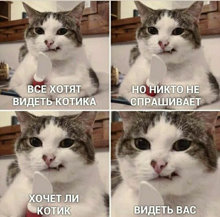 Смешные мемы с котами