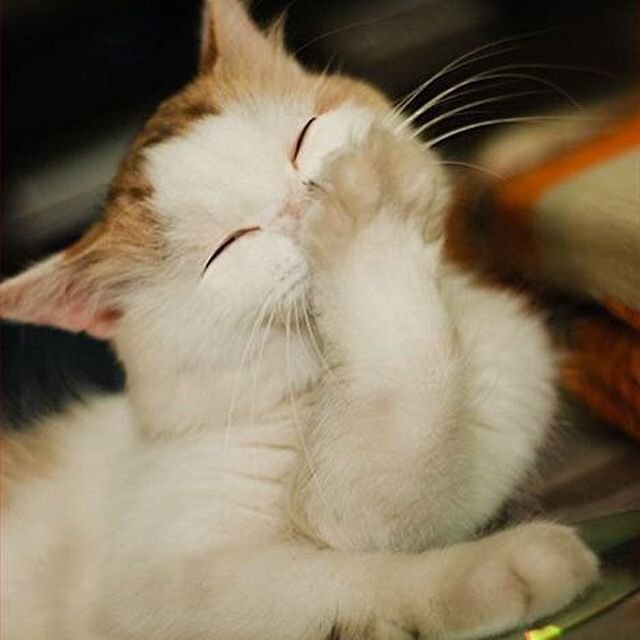 Котик смущается