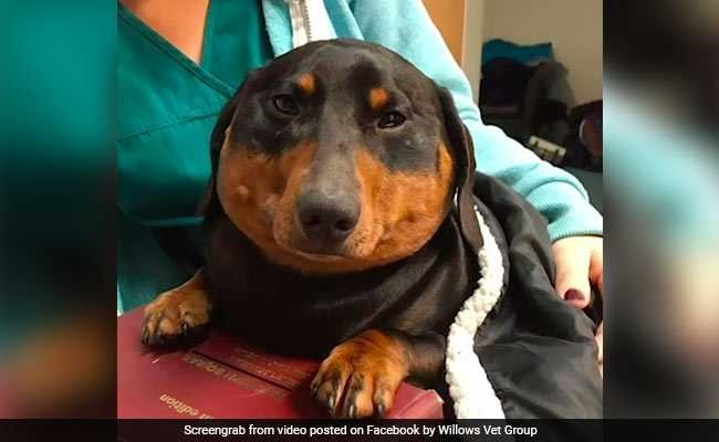 Толстая такса