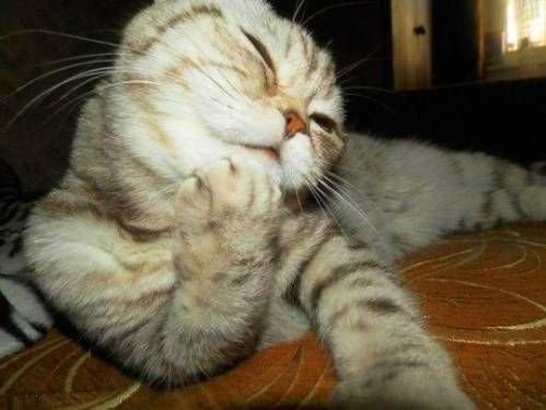 Кошечка смущается