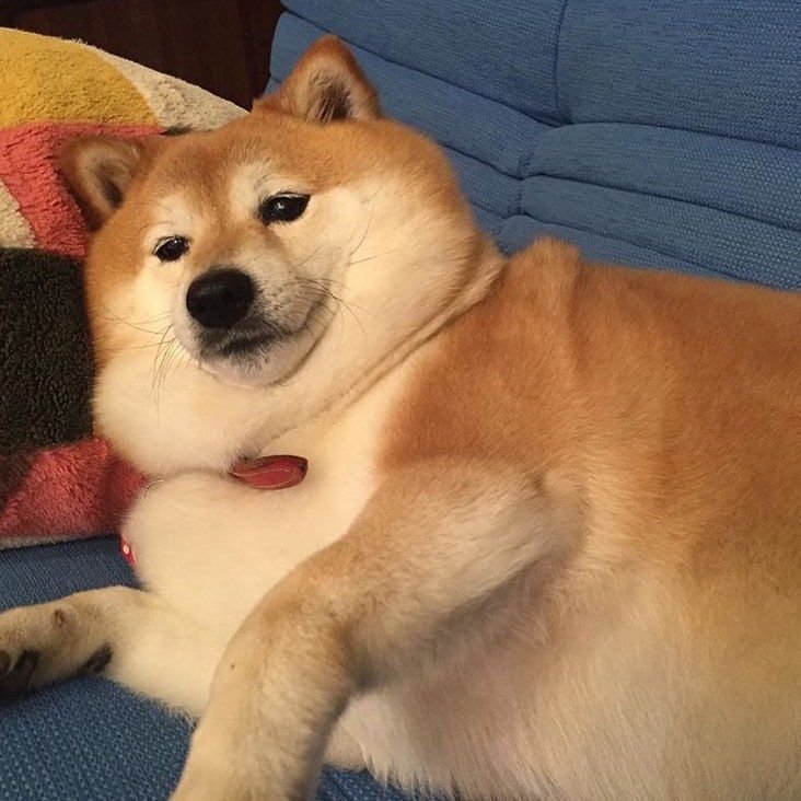 Сиба ину Нита