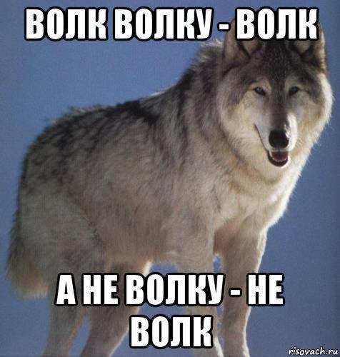 Смешной волк картинки