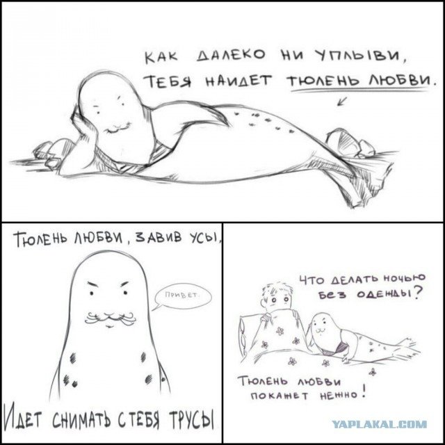 Смешной тюлень